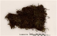 藏品(小鳳尾苔)的圖片